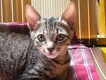 a grayish colour pet cat on the bed of the home - animal