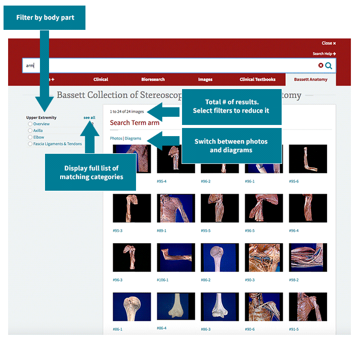 Bassett Search features