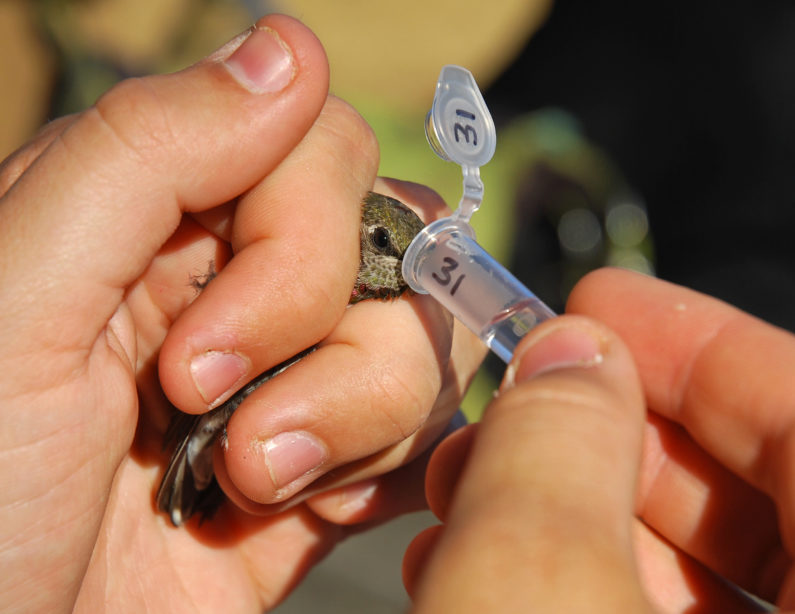 Researcher obtaining a microbe sample from a hummingbird